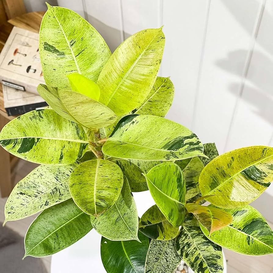 Amazon｜PLANCHU 観葉植物 フィカス ジン 6号鉢 受け皿付き 育て